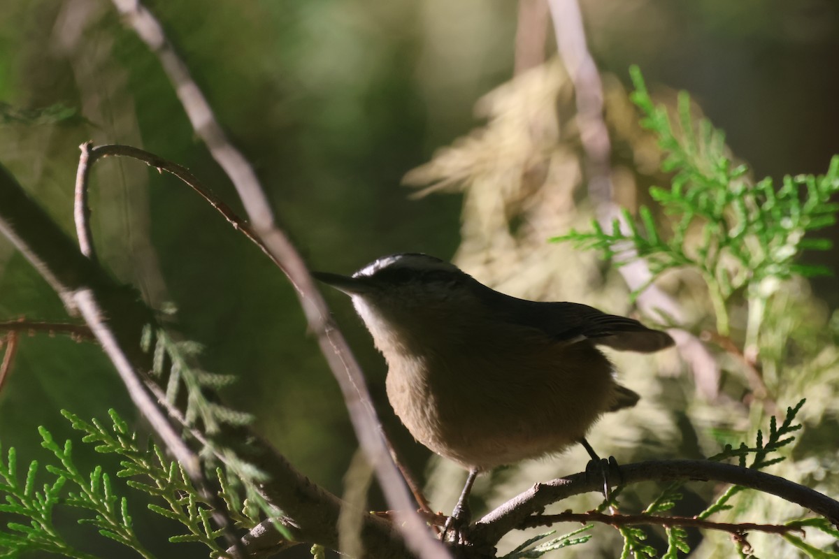 Przevalski's Nuthatch - ML622058381