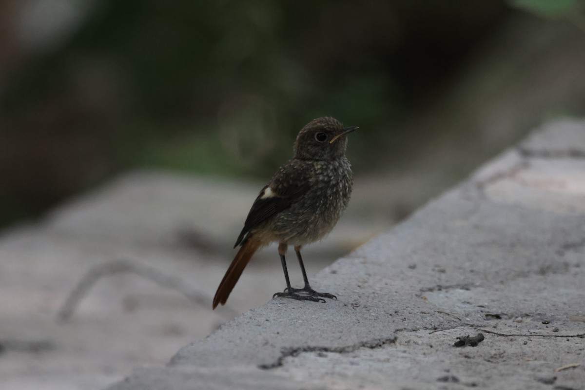 Daurian Redstart - ML622058383