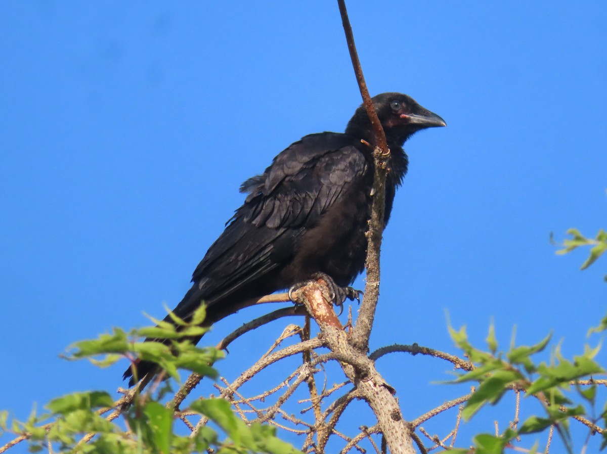 American Crow - ML622058386