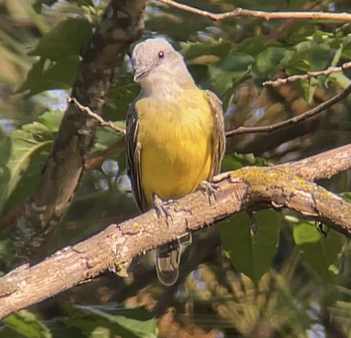 Tropical/Couch's Kingbird - ML622058387