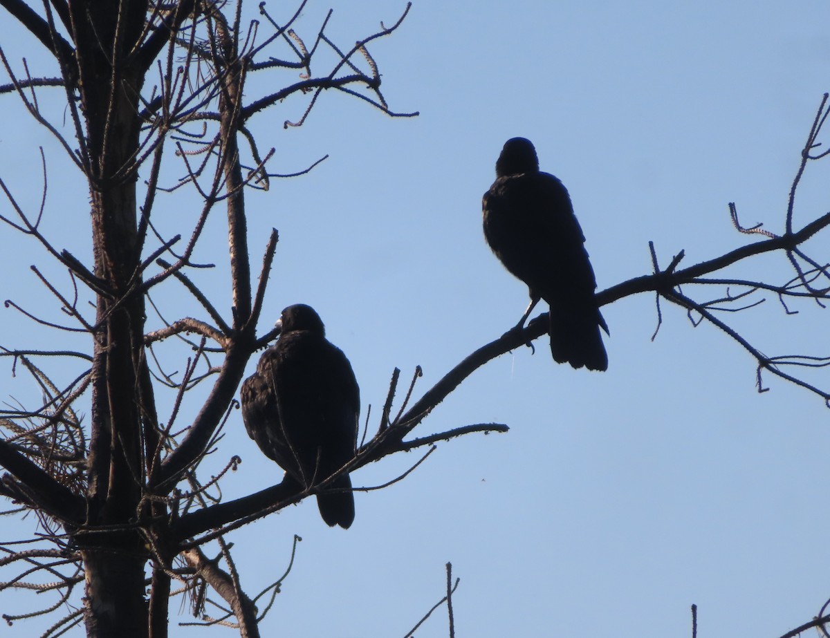 American Crow - ML622058388