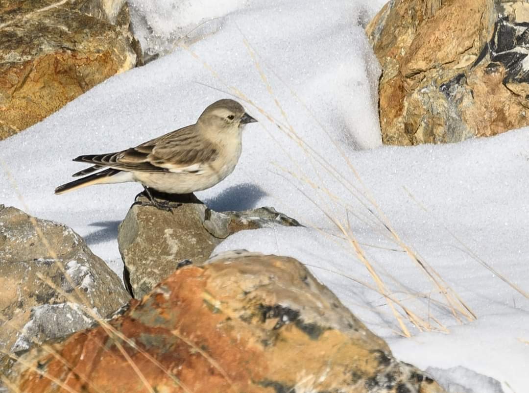 Black-winged Snowfinch - ML622058389