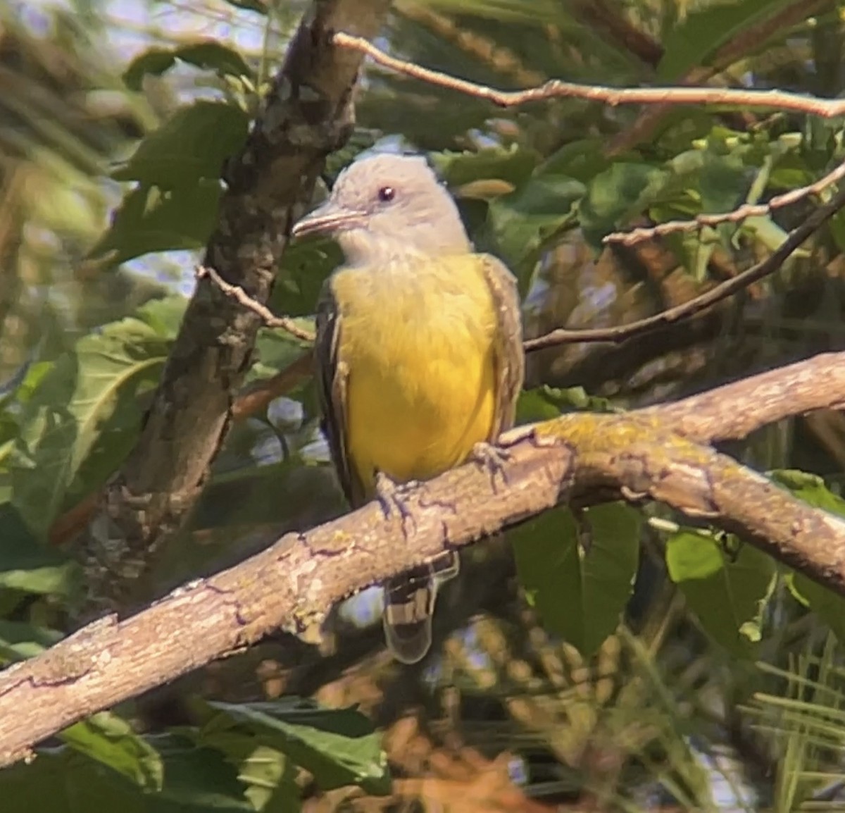 Tropical/Couch's Kingbird - ML622058390