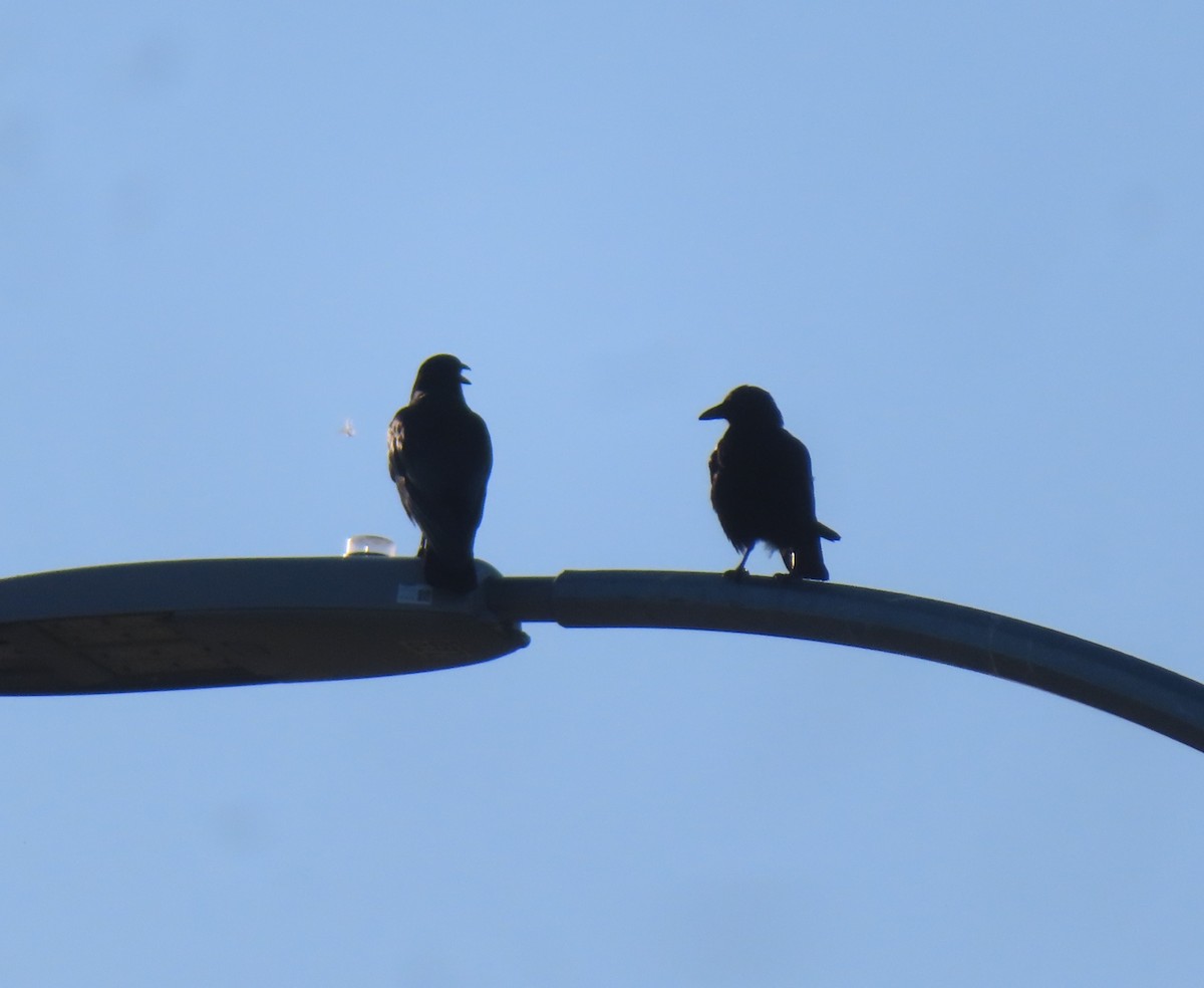 American Crow - ML622058391