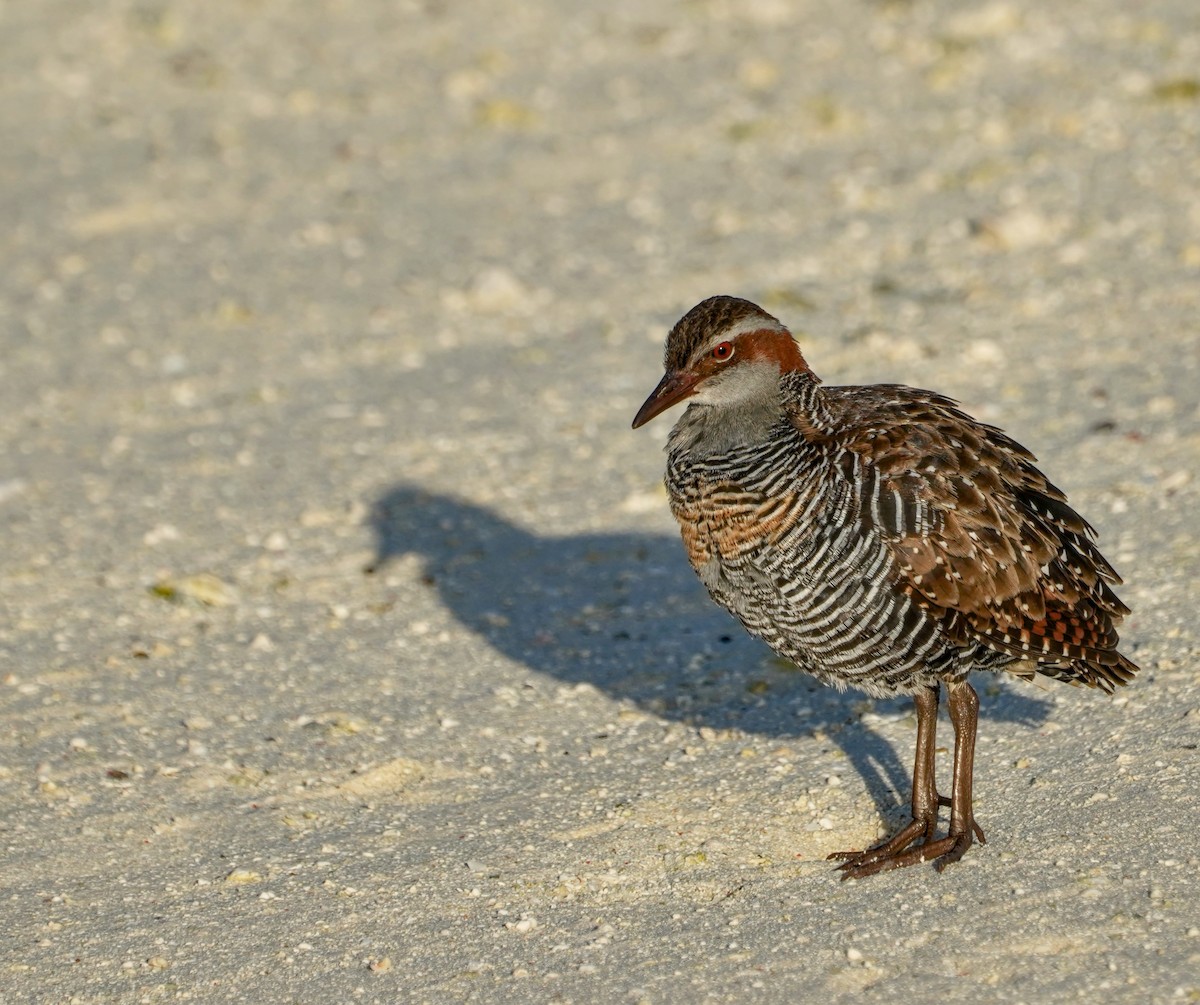 Buff-banded Rail - ML622058392