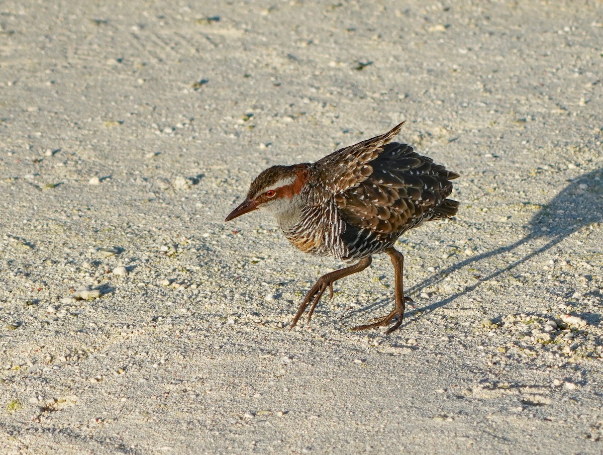 Buff-banded Rail - ML622058393