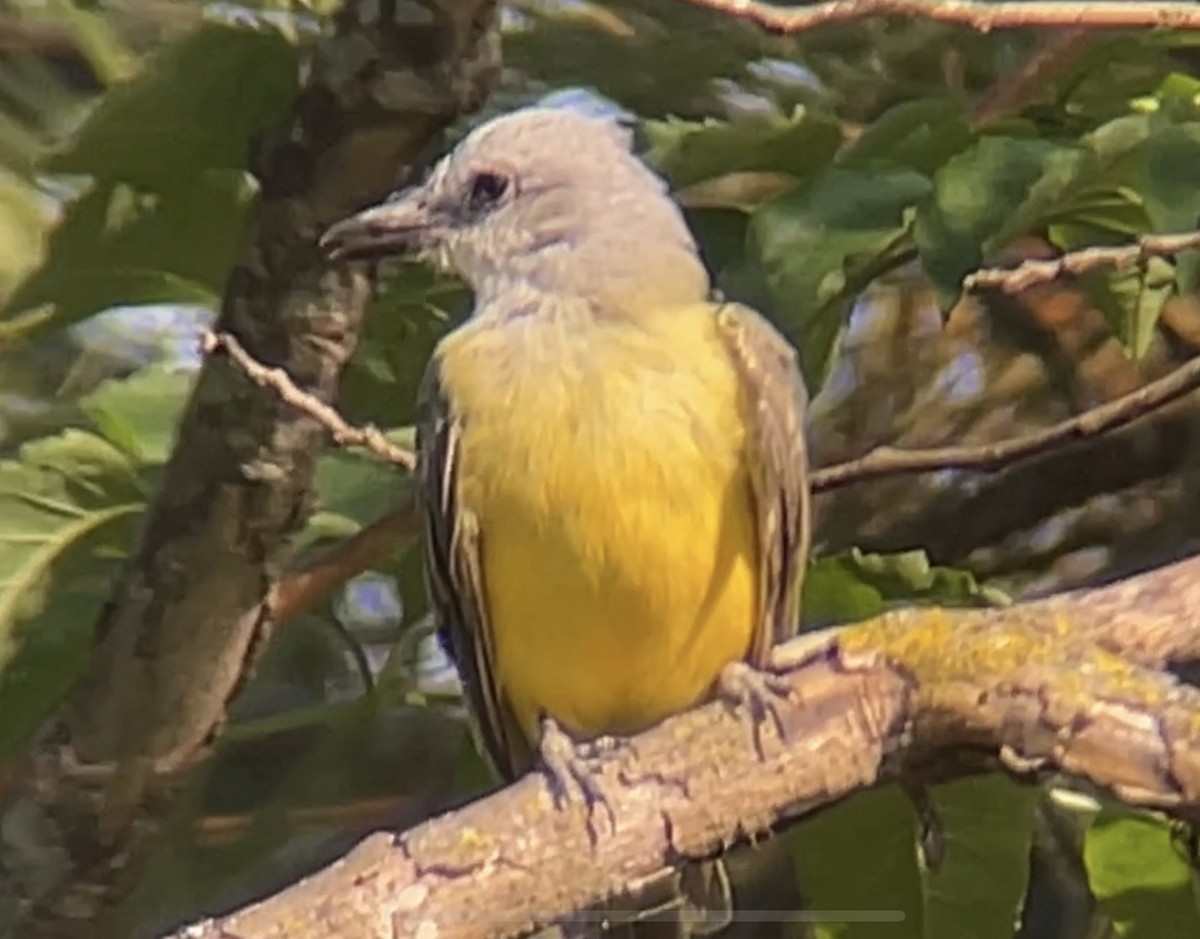 Tropical/Couch's Kingbird - ML622058394