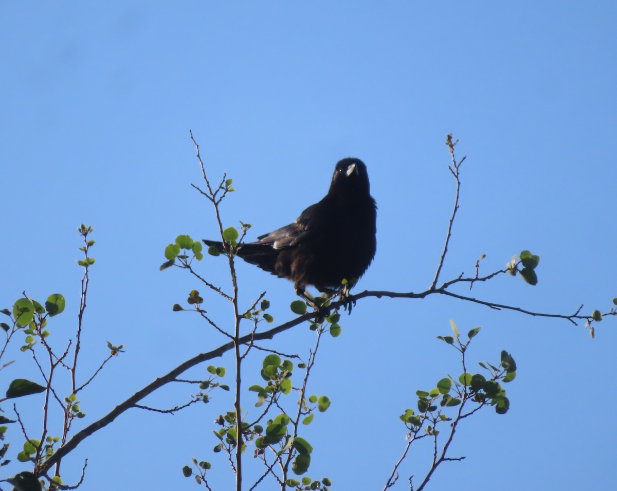 American Crow - ML622058395