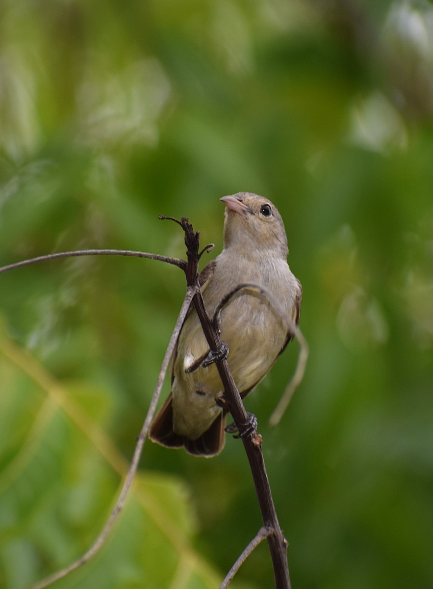 Pale-billed Flowerpecker - ML622058396