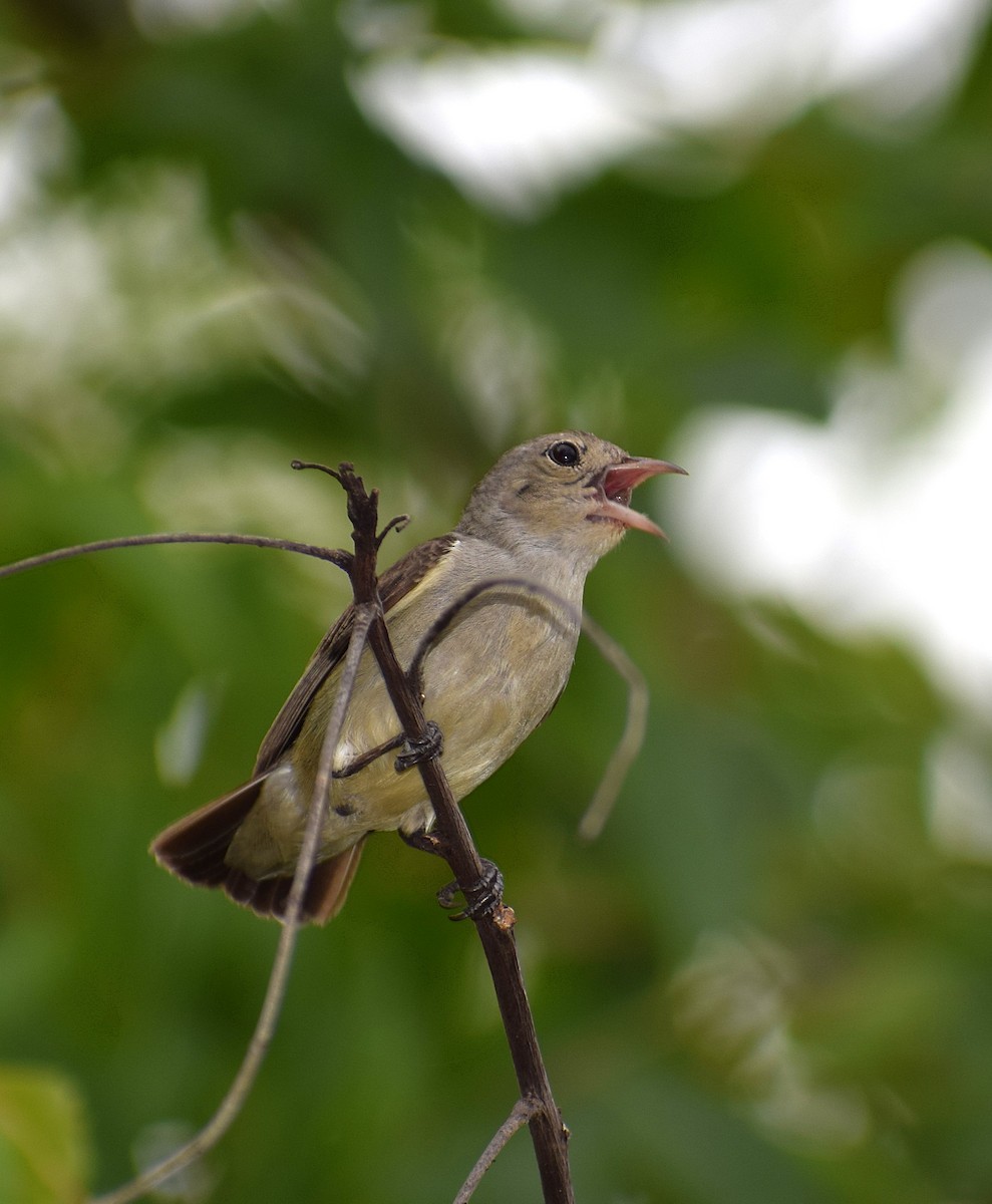 Pale-billed Flowerpecker - ML622058397