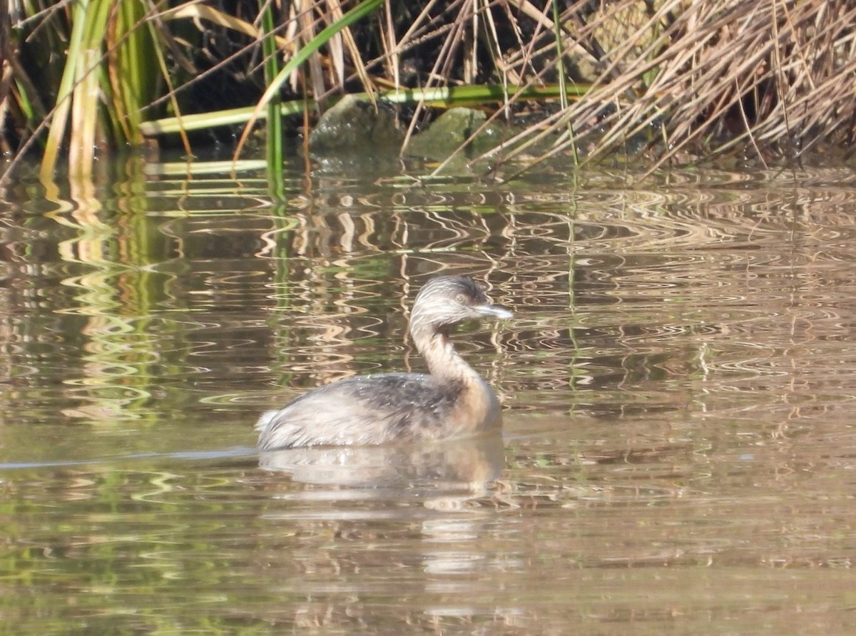 Hoary-headed Grebe - ML622058398