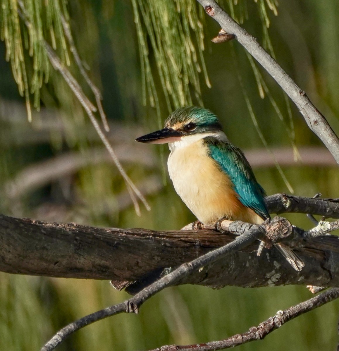 Sacred Kingfisher - ML622058399