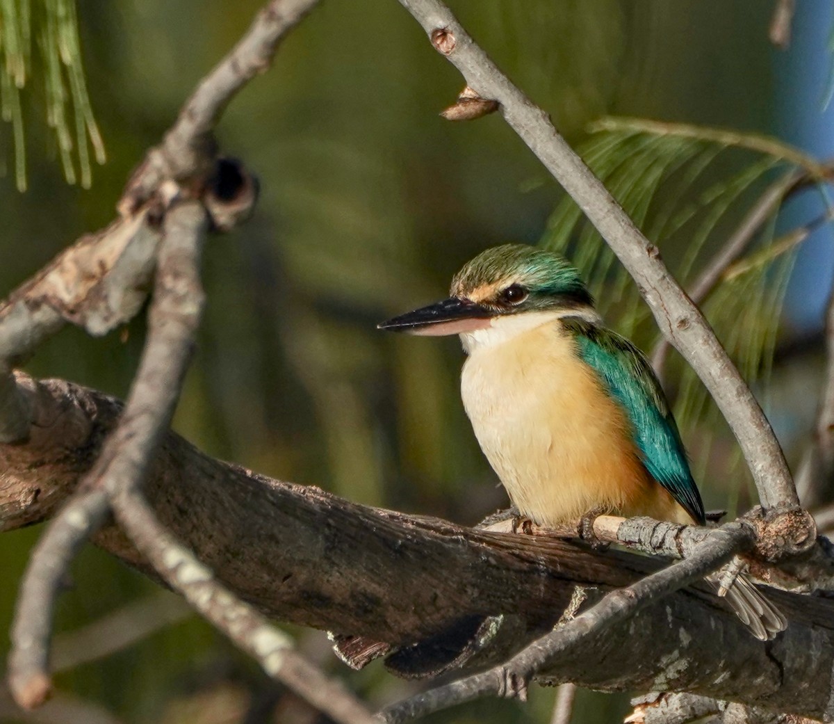 Sacred Kingfisher - ML622058400