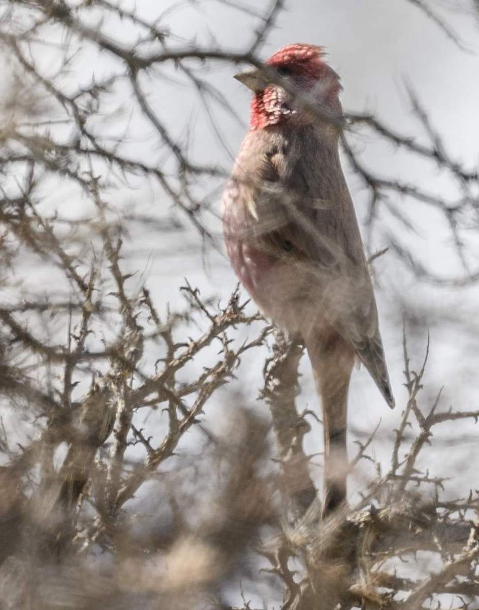 Great Rosefinch - ML622058401