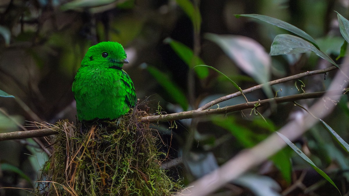 Whitehead's Broadbill - ML622058402