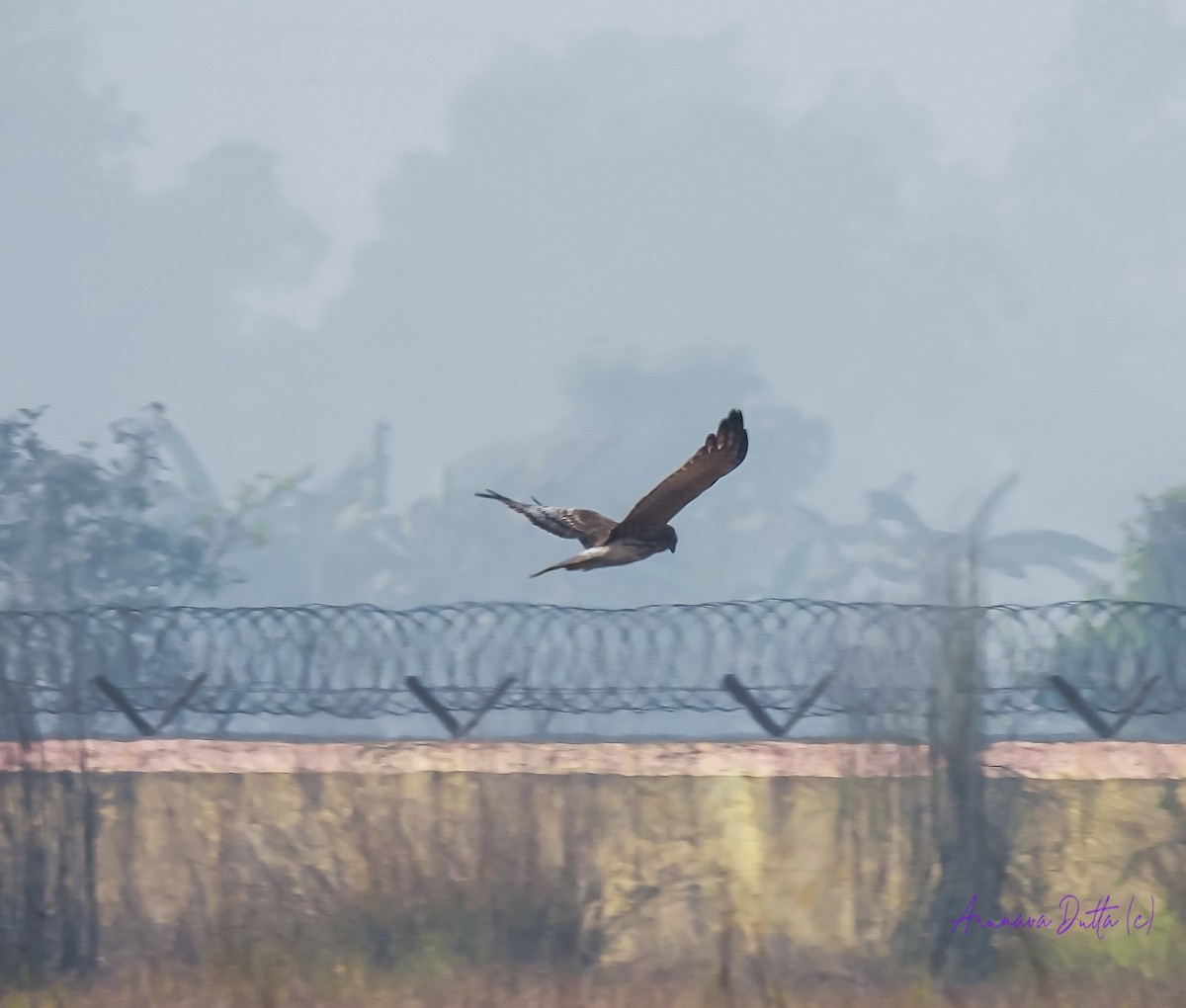 Pied Harrier - ML622058403