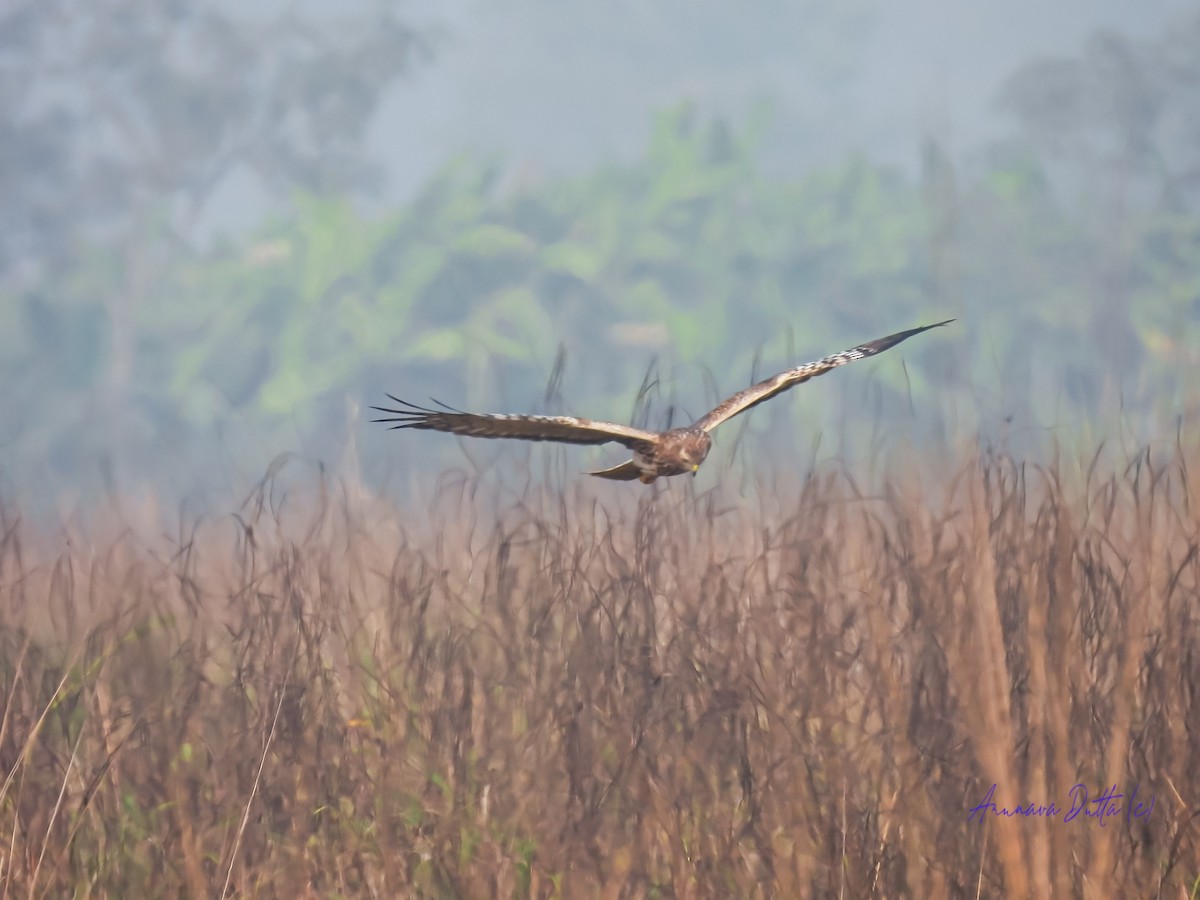 Pied Harrier - ML622058404