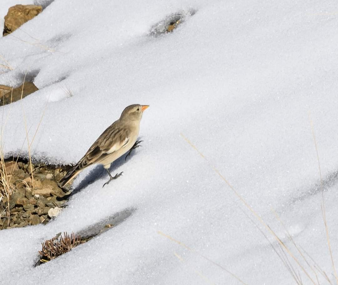 Black-headed Mountain Finch - ML622058408