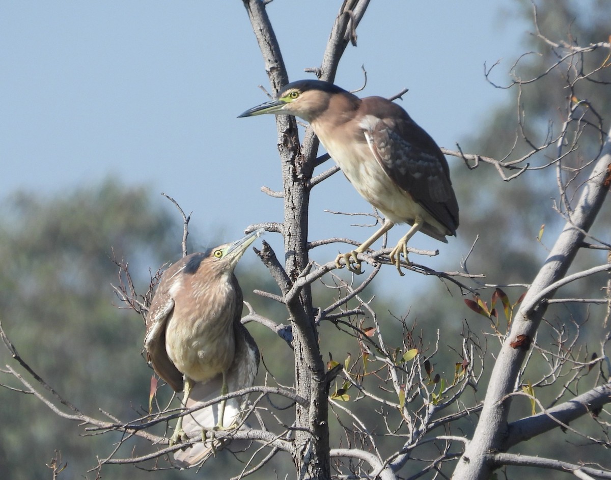 Nankeen Night Heron - ML622058411