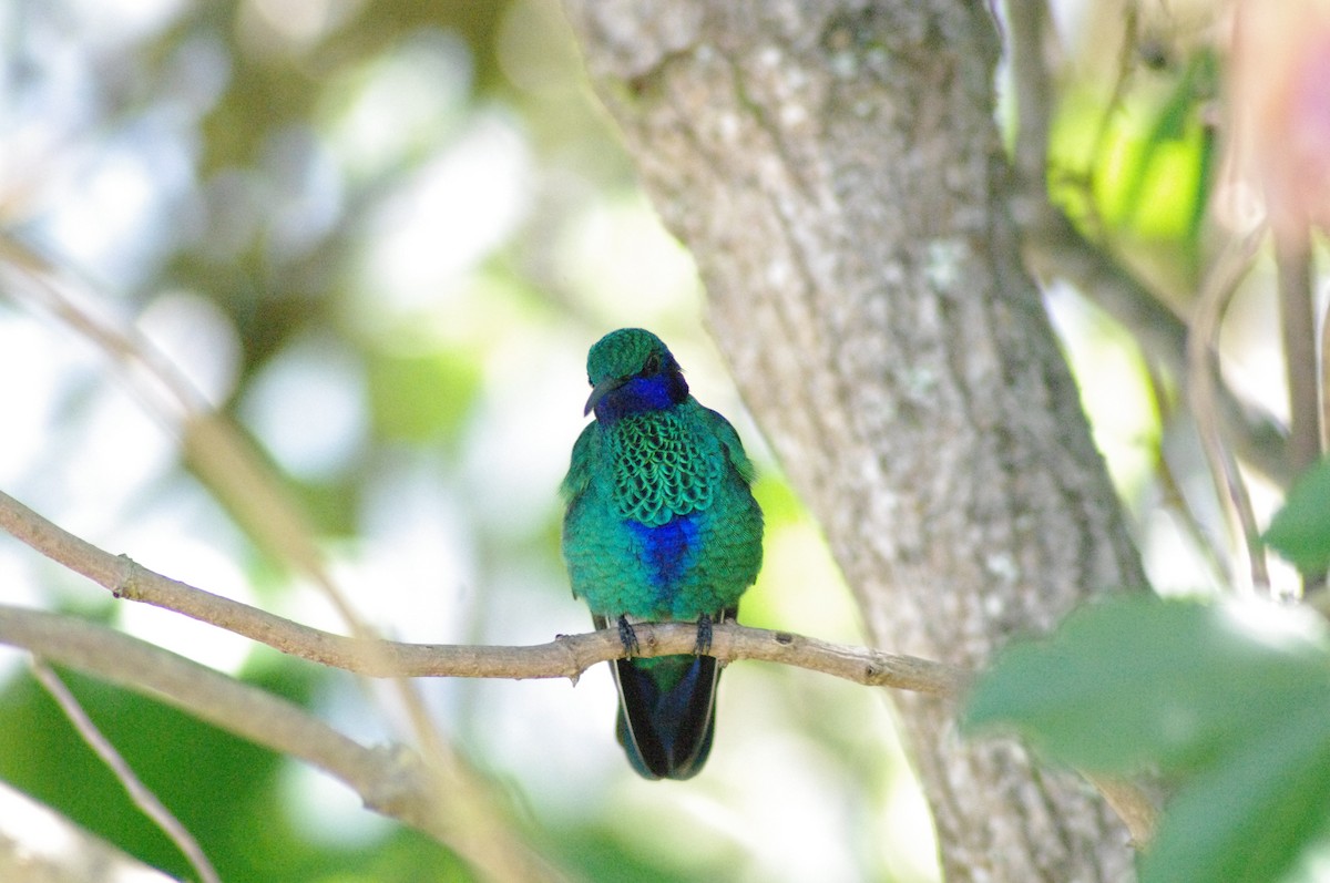 kolibřík modrolící - ML622058413