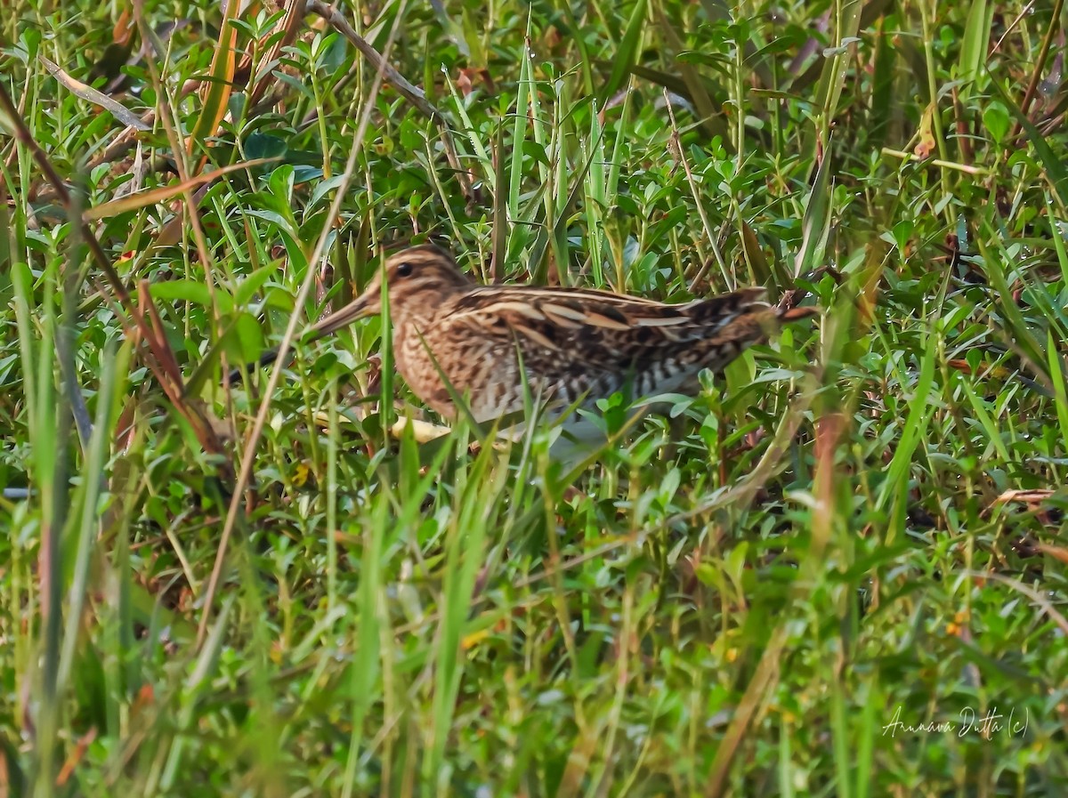 Common Snipe - ML622058415