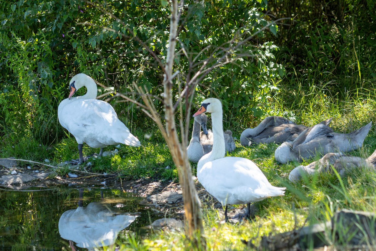 Mute Swan - ML622058416