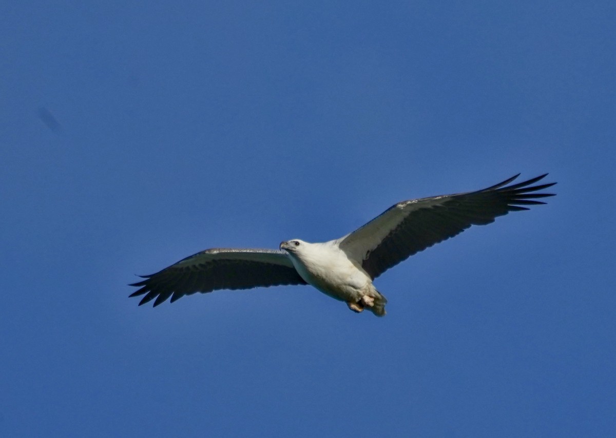 White-bellied Sea-Eagle - ML622058417