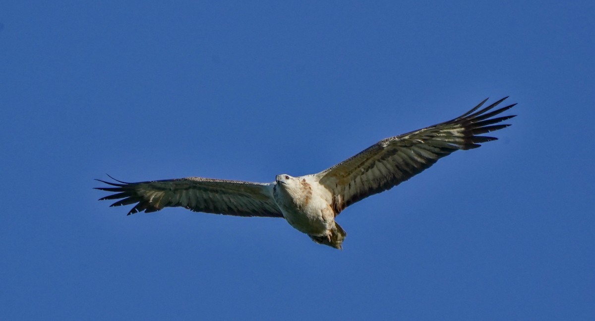 White-bellied Sea-Eagle - ML622058418