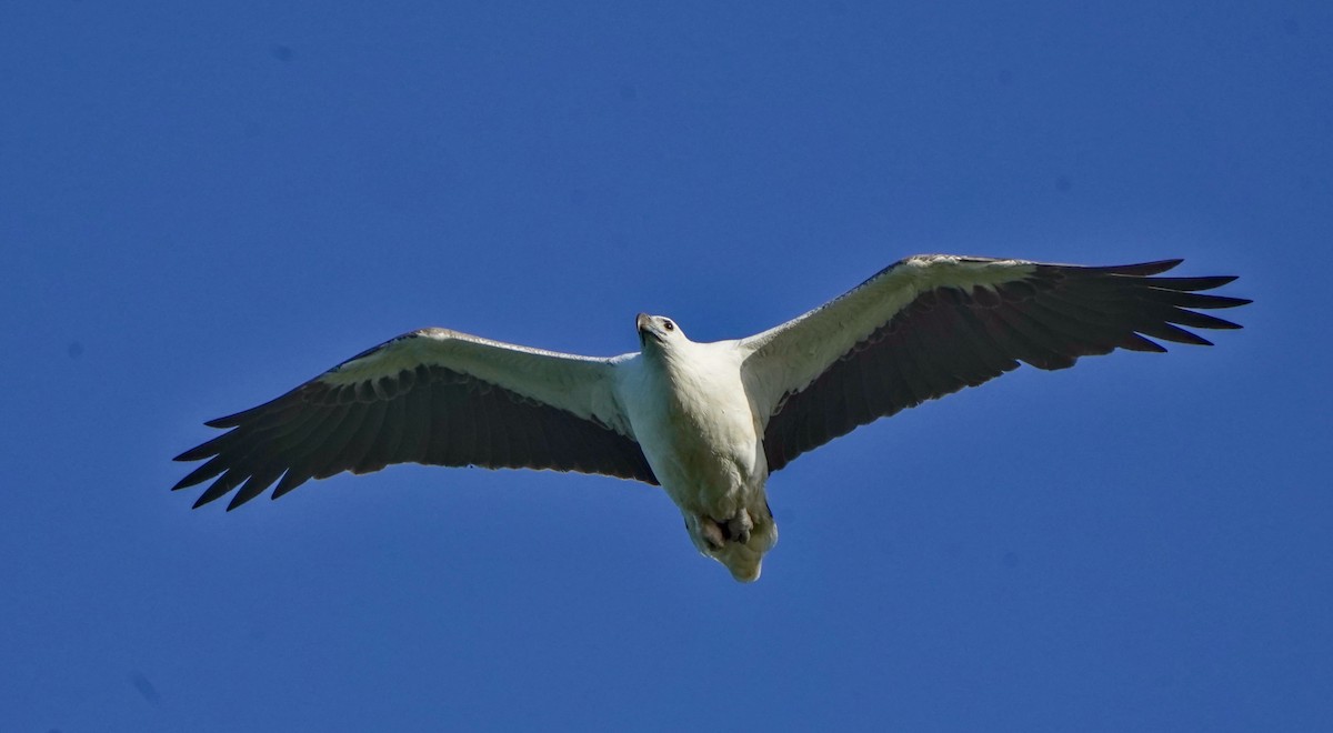 White-bellied Sea-Eagle - ML622058419