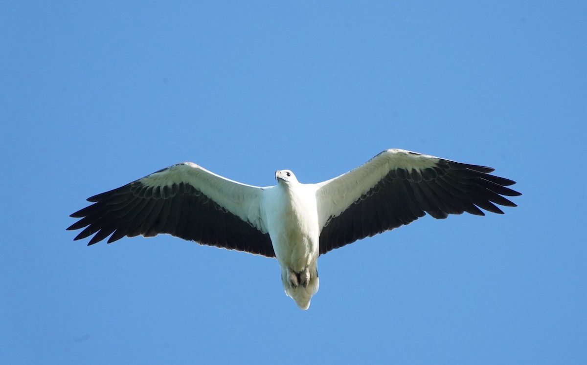 White-bellied Sea-Eagle - Ian Kerr