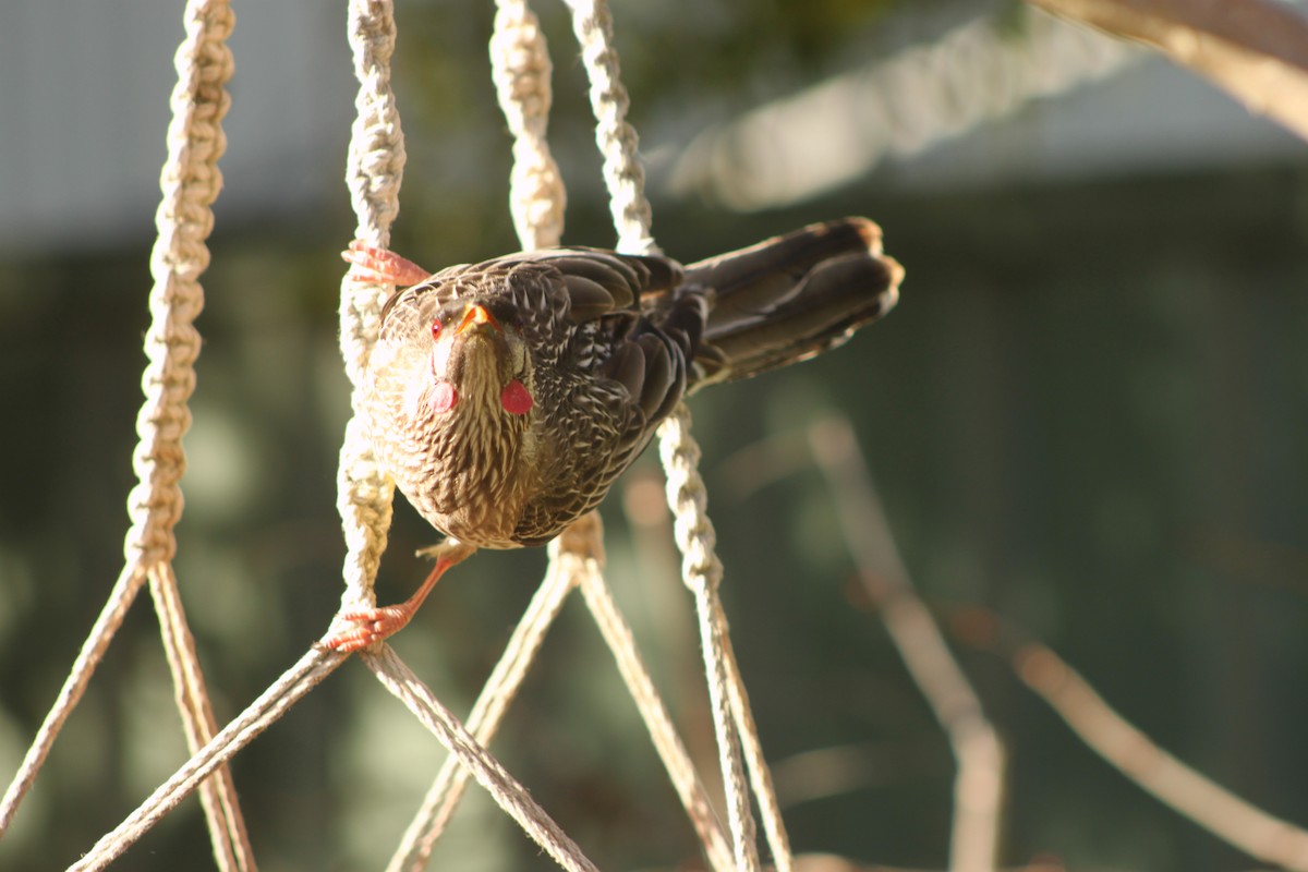 Red Wattlebird - ML622058422