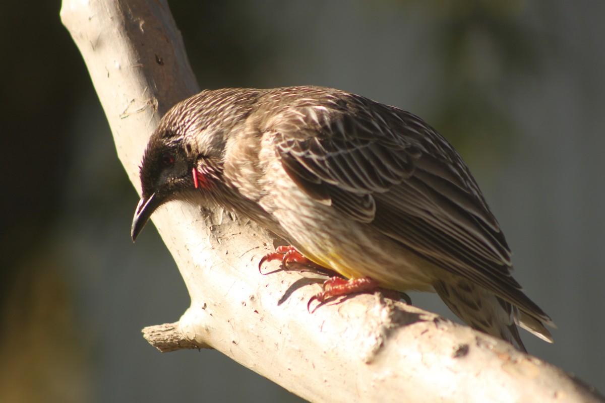 Red Wattlebird - ML622058423