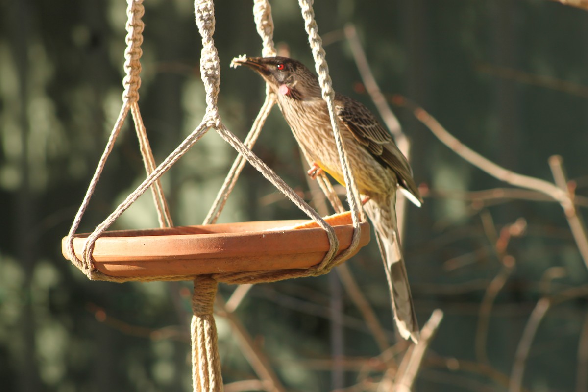 Red Wattlebird - ML622058424