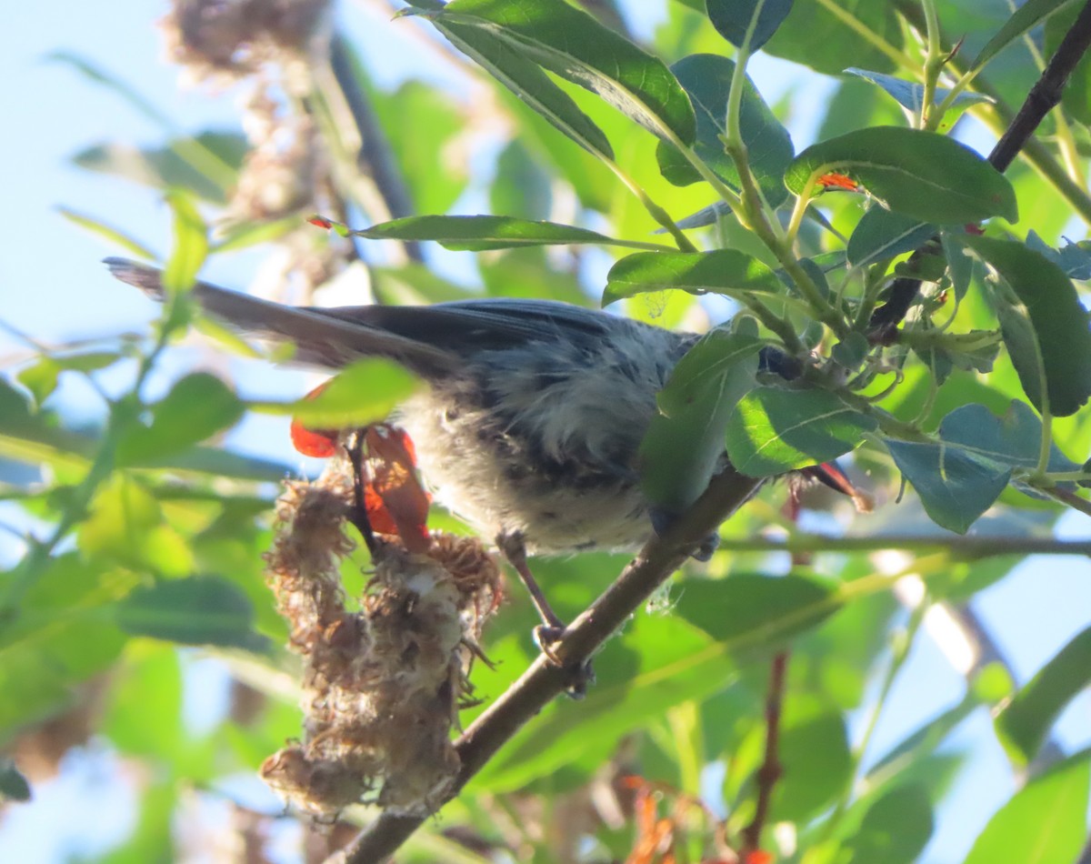 Black-capped Chickadee - ML622058425