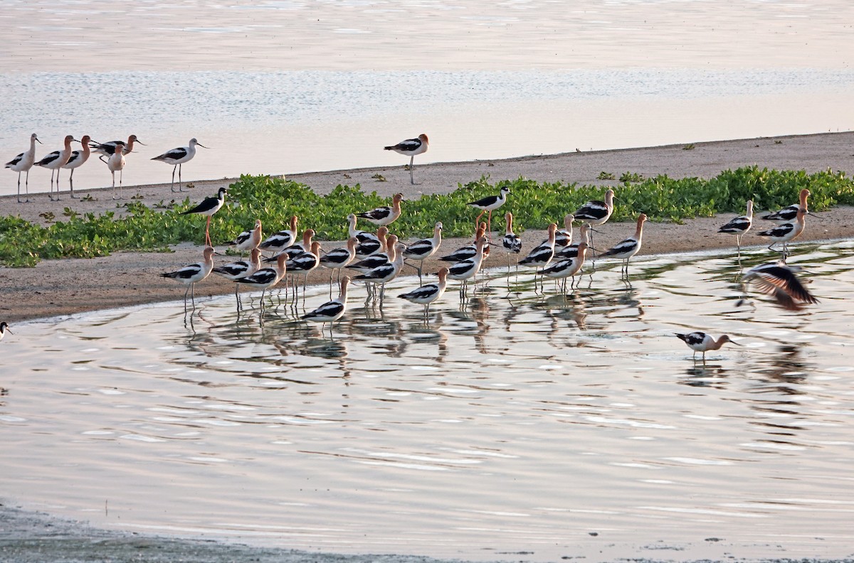 American Avocet - ML622058426