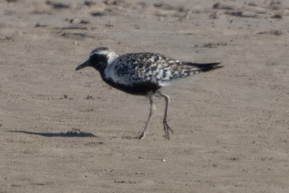 Black-bellied Plover - 长御 MRQ