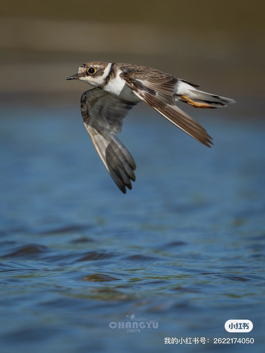 Little Ringed Plover - ML622058428