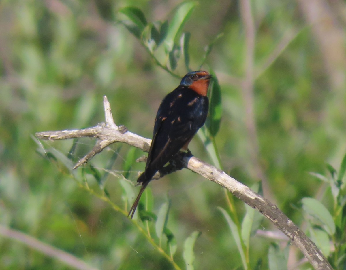 Barn Swallow - ML622058429