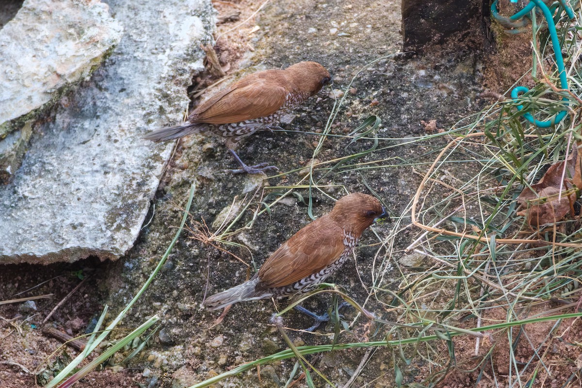 Scaly-breasted Munia - ML622058430