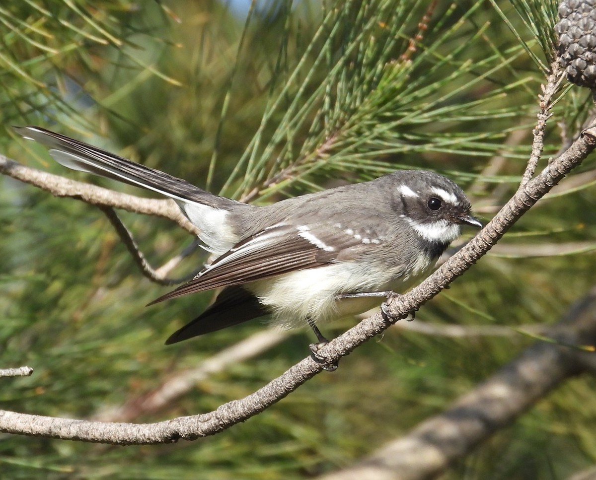 Gray Fantail - ML622058431