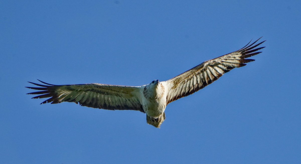 White-bellied Sea-Eagle - ML622058432