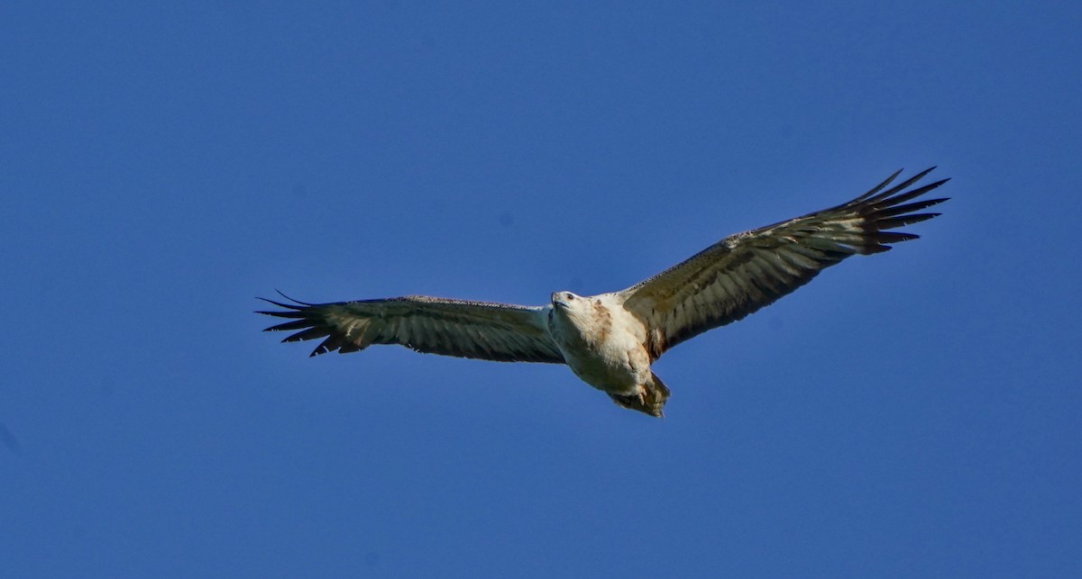 White-bellied Sea-Eagle - ML622058433