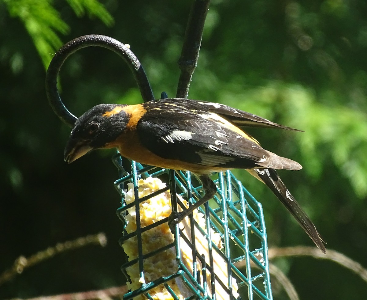 Black-headed Grosbeak - ML622058436