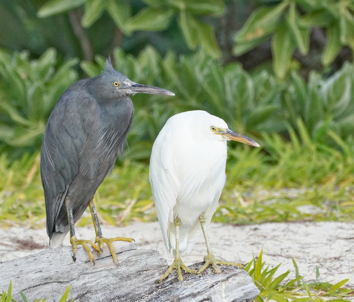 Pacific Reef-Heron - ML622058437