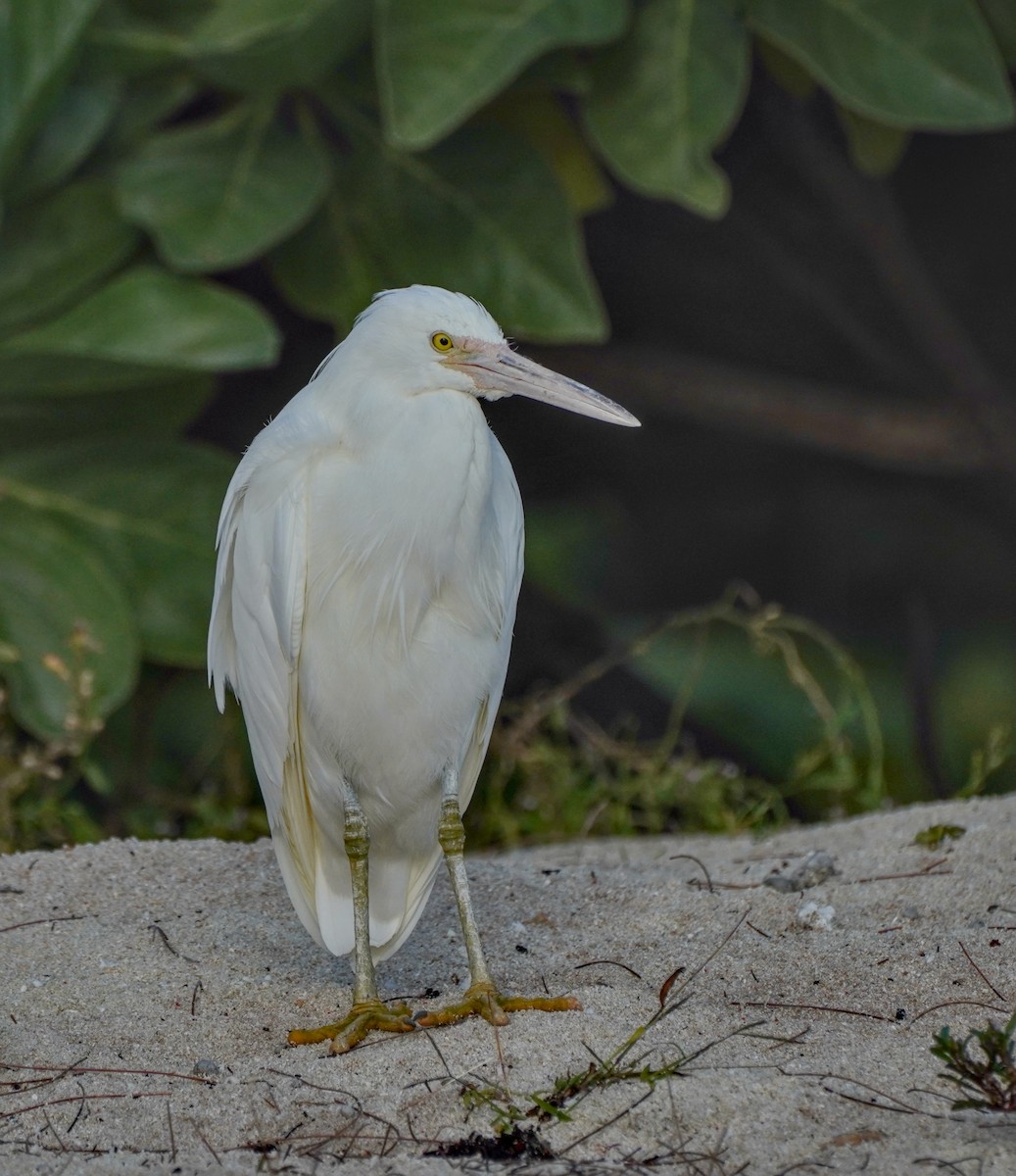 Aigrette sacrée - ML622058438