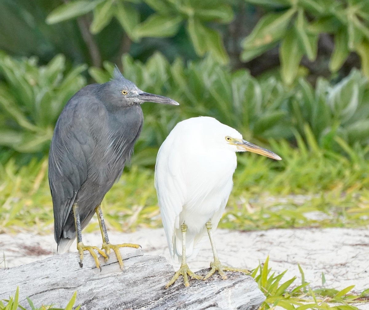 Pacific Reef-Heron - ML622058439