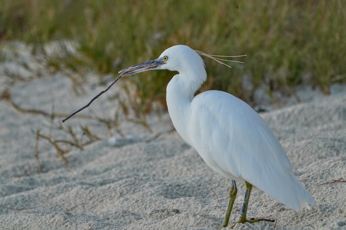 Pacific Reef-Heron - ML622058440