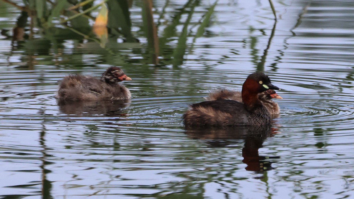 Little Grebe - ML622058443