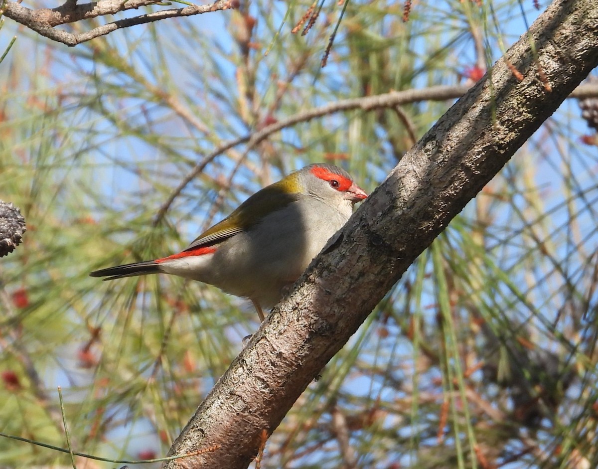 Red-browed Firetail - ML622058444