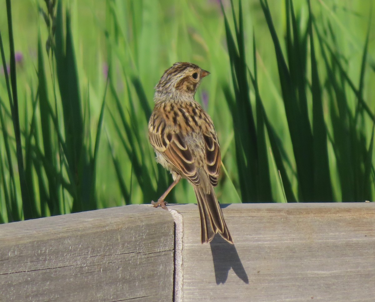 Clay-colored Sparrow - Violet Kosack